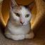 Profile picture oscarpaws.bsky.social
