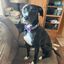 Profile picture dogdaddan.bsky.social