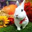 warrior rabbit
