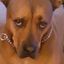 Profile picture sophiemom.bsky.social