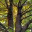 Profile picture sandytreewoman.bsky.social