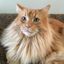 Profile picture doncomer.bsky.social