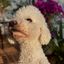 Profile picture livyaten.bsky.social