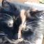 Profile picture queenmaisie.bsky.social