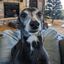 Profile picture olduniondog.bsky.social