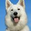 Profile picture humanityposts.bsky.social