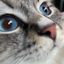 Profile picture specialkhersoncat.bsky.social