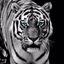 Profile picture papootx.bsky.social