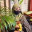 Profile picture shishir2004.bsky.social