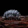 Isopod Nation