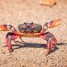 🦀 Crab Time 🦀