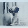 Lhasa Apso Dogs