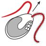 All things ciliated 