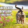 Nafo Cats Division 😼