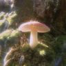 Funky Foragers