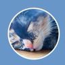 CatSky Videos🆕