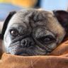 Pug Pics