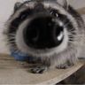 Raccoon's friend !