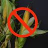 Corn Allergy 