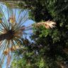 arbol_tree_arbre 