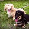 Dachshunds❣️