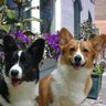Corgis❣️