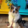 Shelties❣️