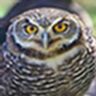 Owl pics (test)