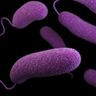 Microbes