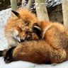 Wildlife Feed