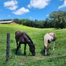 EquestrianBSKY Feed