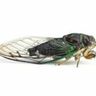 Cicada Party