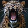 Leopards Eating Faces 