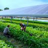 Agrivoltaics