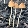 Fungi Friends
