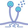 MedMycoSky