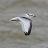 Suffolk Birding