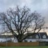 Tree of the Day