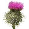 Scotland 