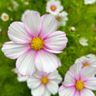 FloralDays