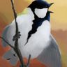 Paridae and mixed group