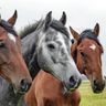 Horses & Horsegirl Vids