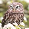 Pygmy Owls