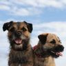 BT Posse