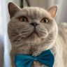 British Shortair Cats