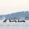 Puget Sound Whales