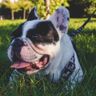 Bulldogs