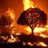 Disasters: Fires
