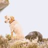 Labrador Retrievers