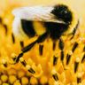 CRP - Bumblebees